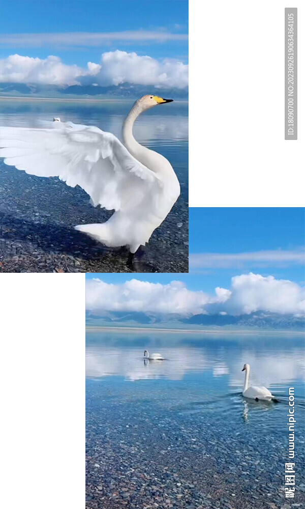 天鹅湖天鹅展翅游泳旅游风景