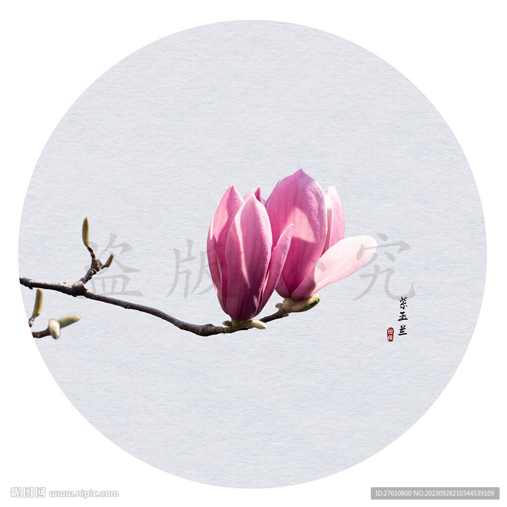 玉兰花