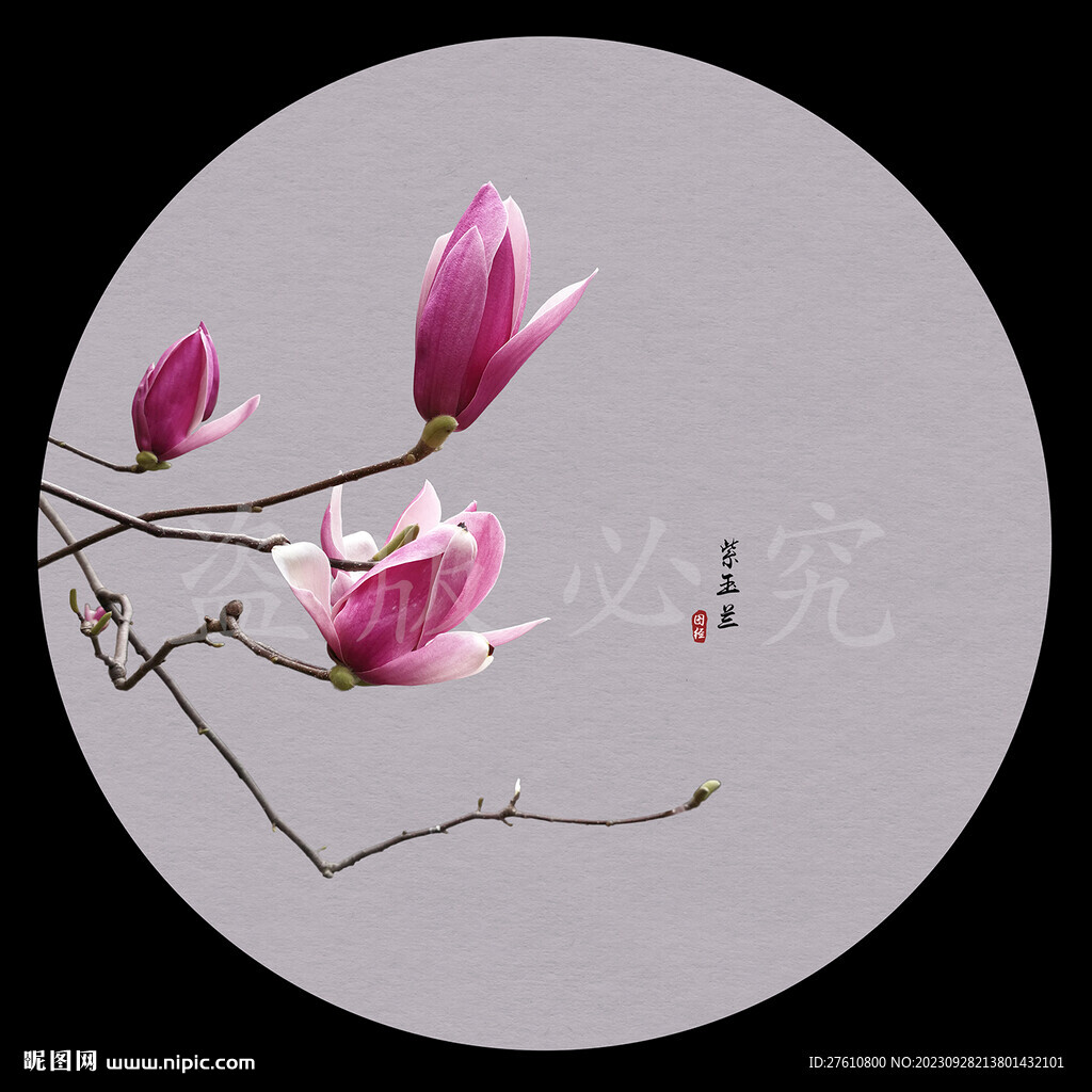 玉兰花