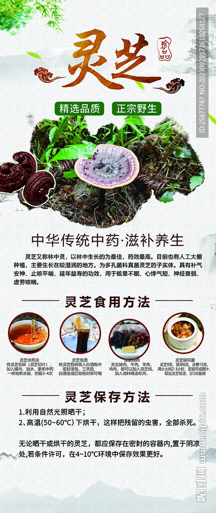 灵芝海报