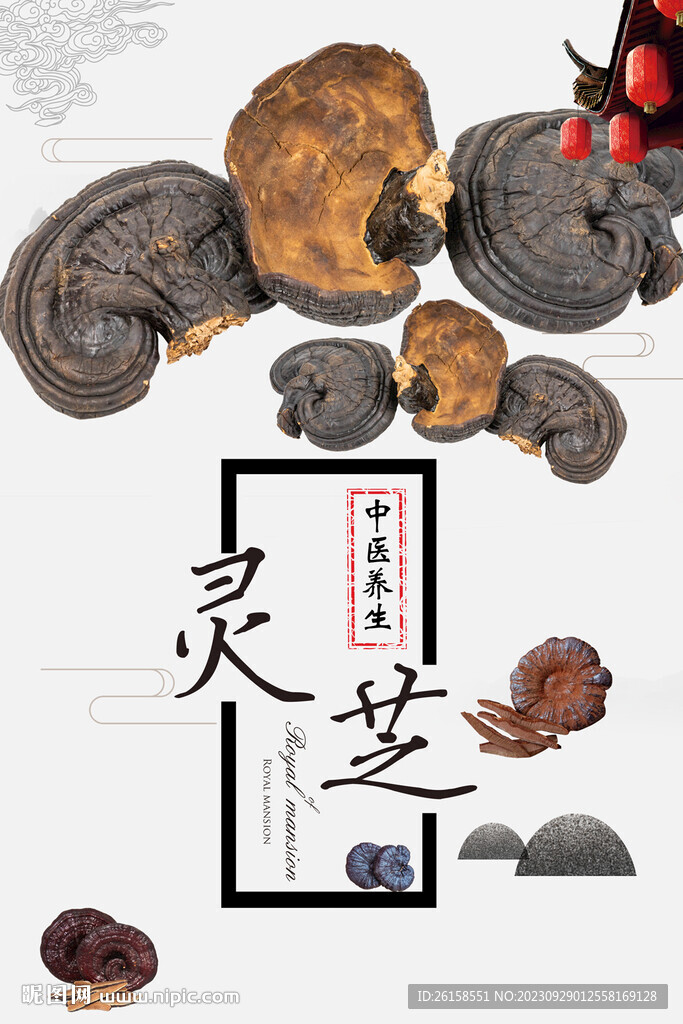 灵芝