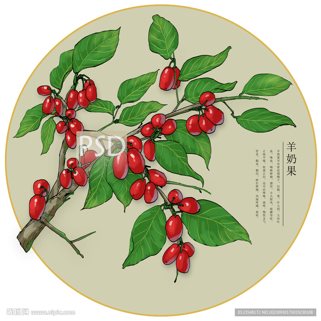 羊奶果包装插画