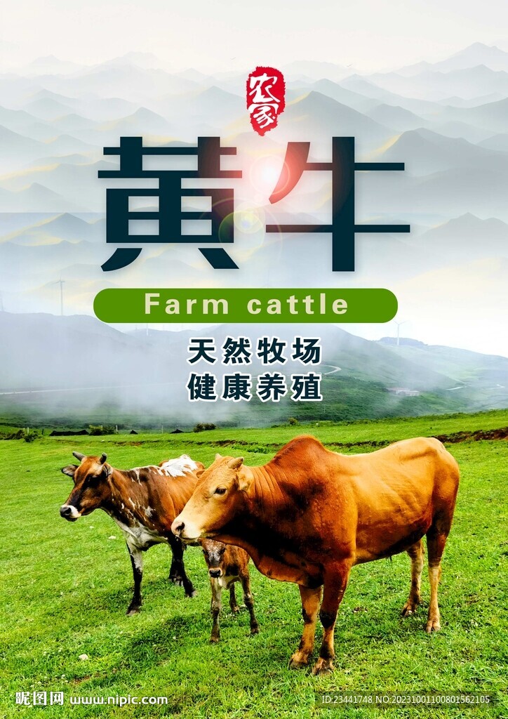 黄牛