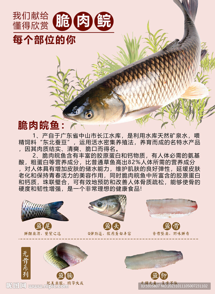 脆肉鲩