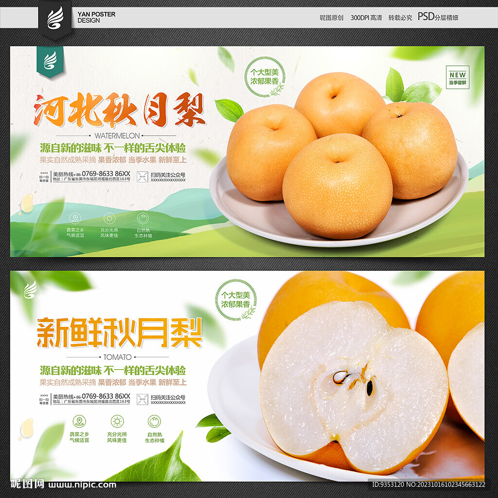 秋月梨