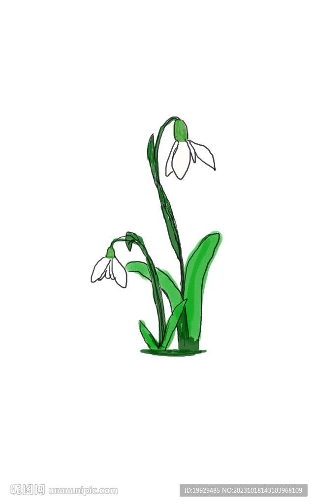 白色草本植物