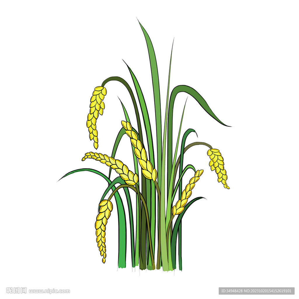 水稻丰收的谷穗大米抠图插画素材