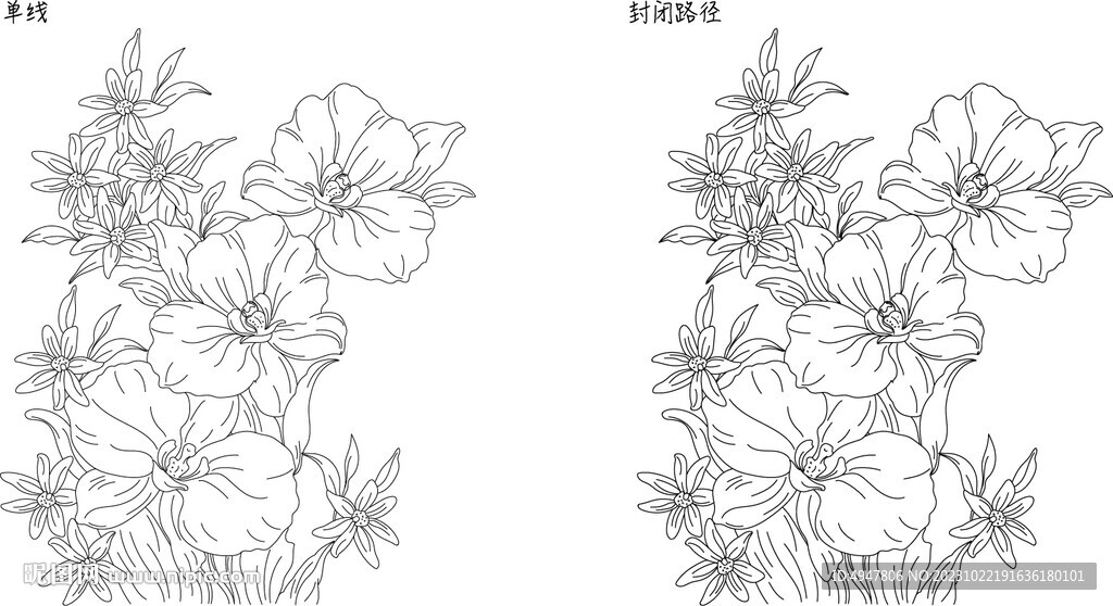 兰花 矢量图
