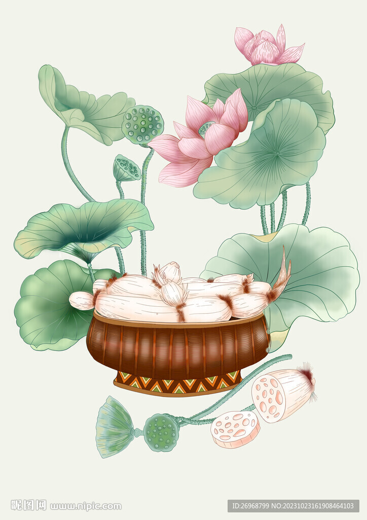莲花 荷花 莲藕手绘