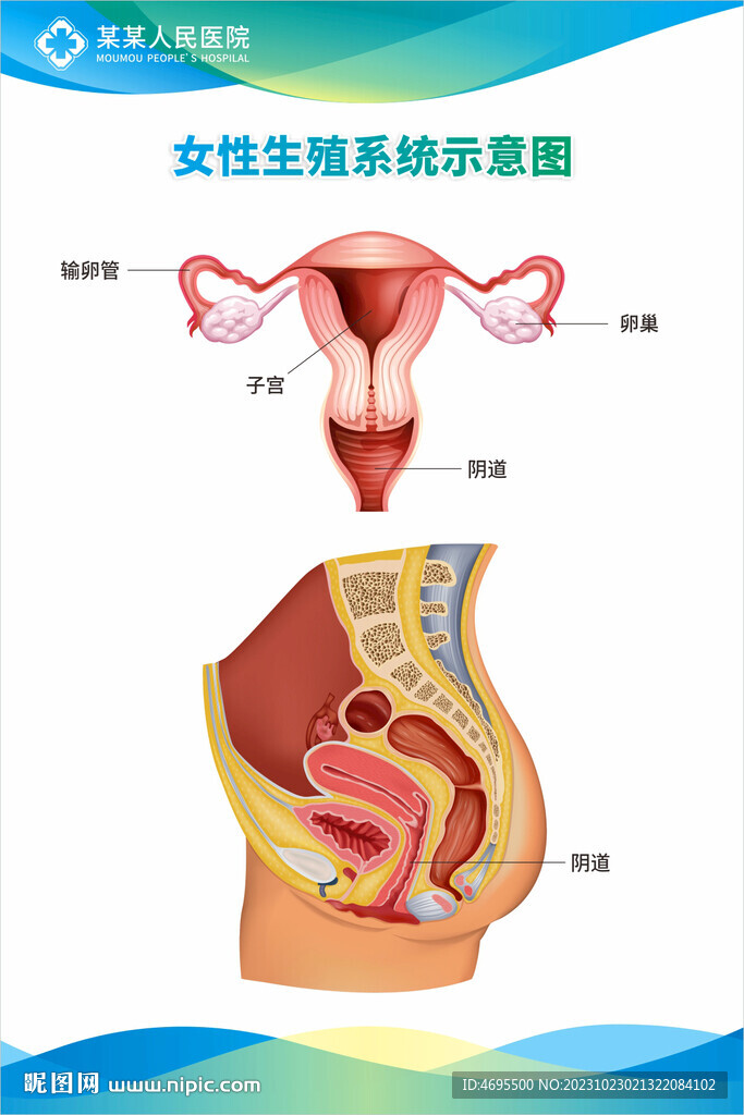 女性生殖系统