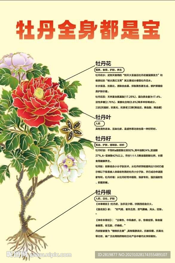 牡丹介绍