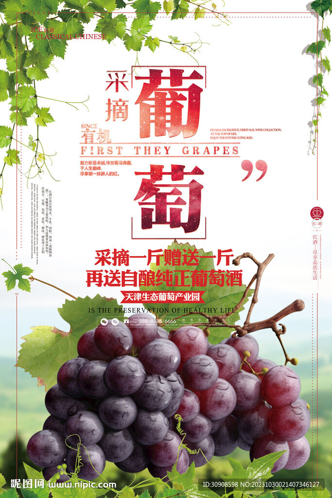 葡萄