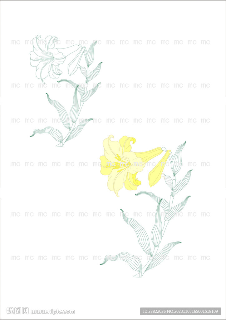 百合花矢量图