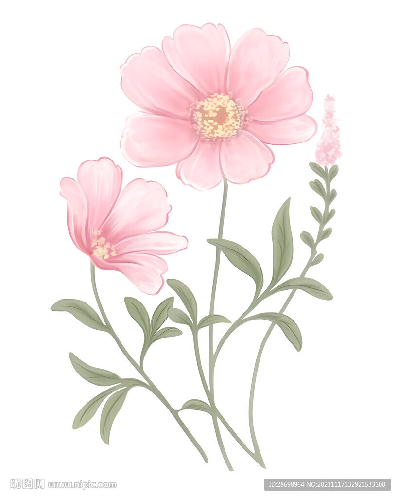 小清新雏菊花