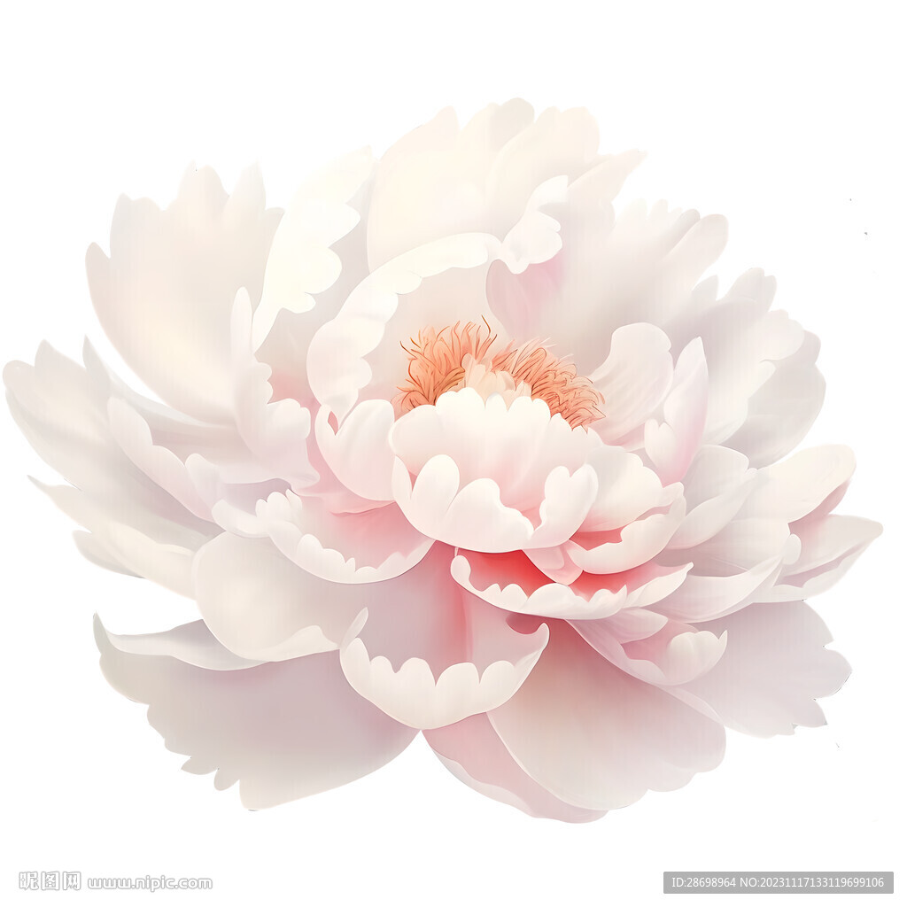 牡丹花