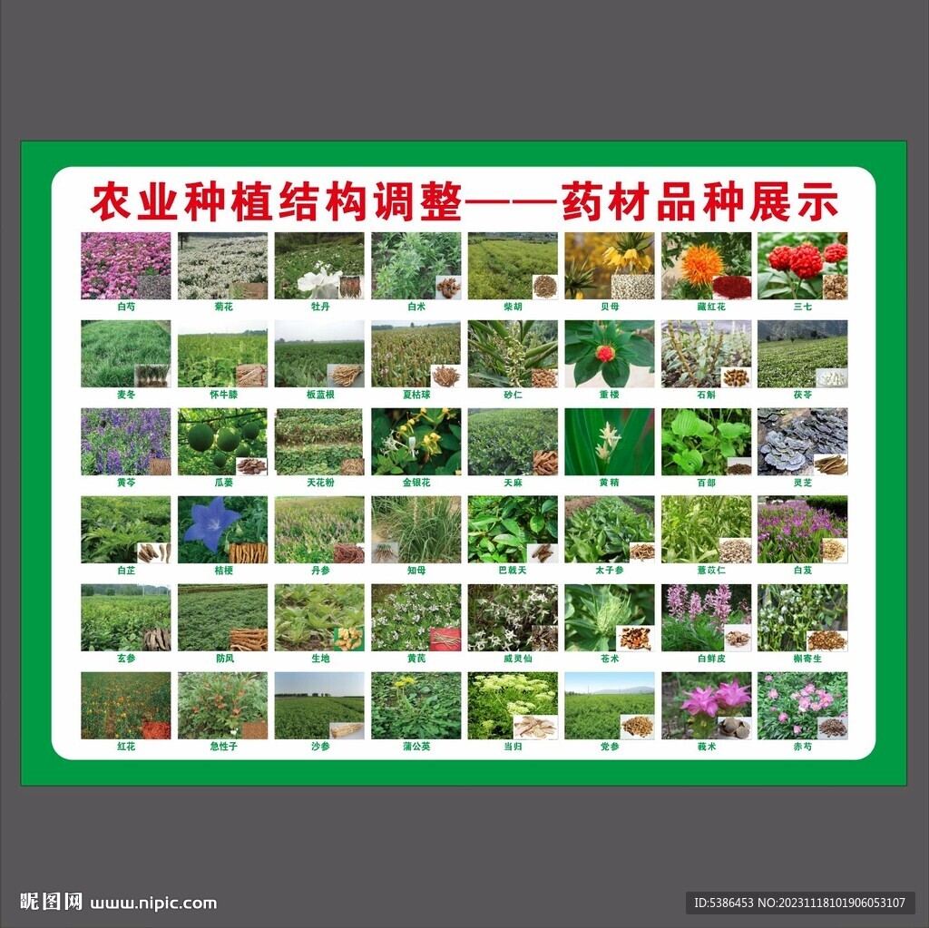 药材种苗展示