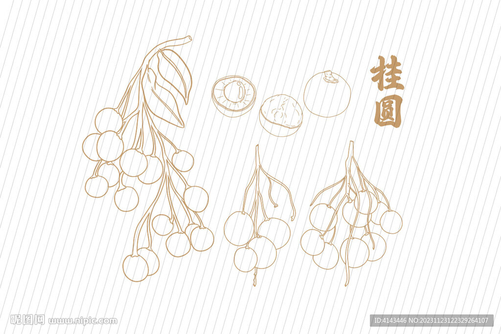 手绘桂圆线稿