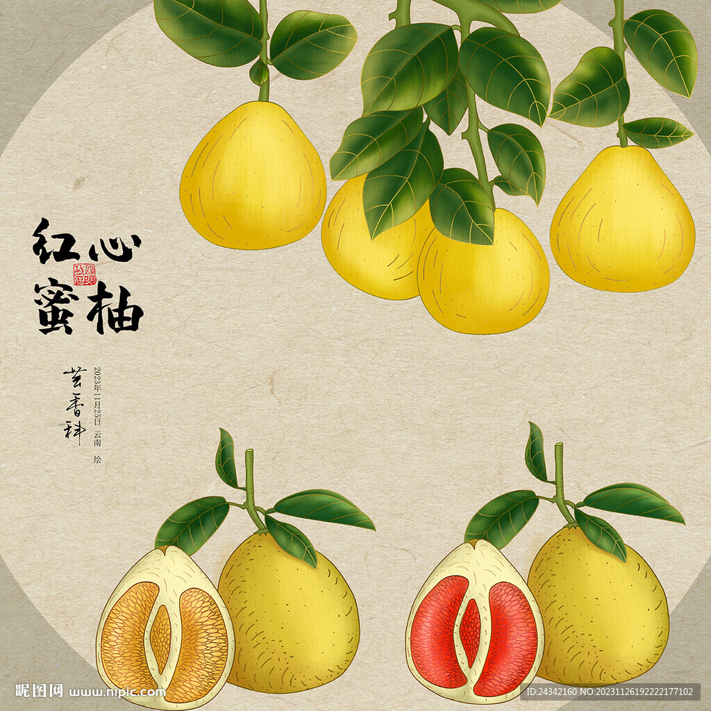 手绘柚子