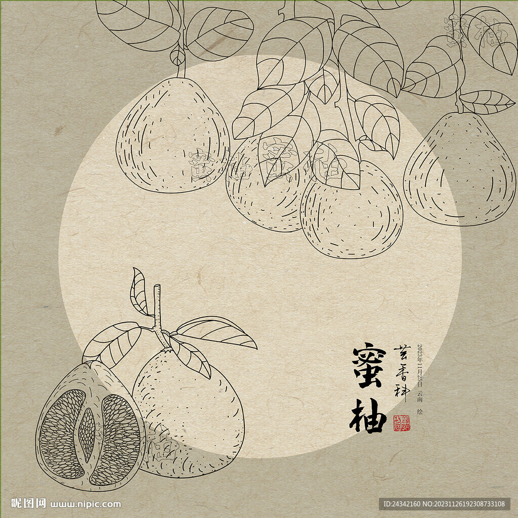 手绘柚子