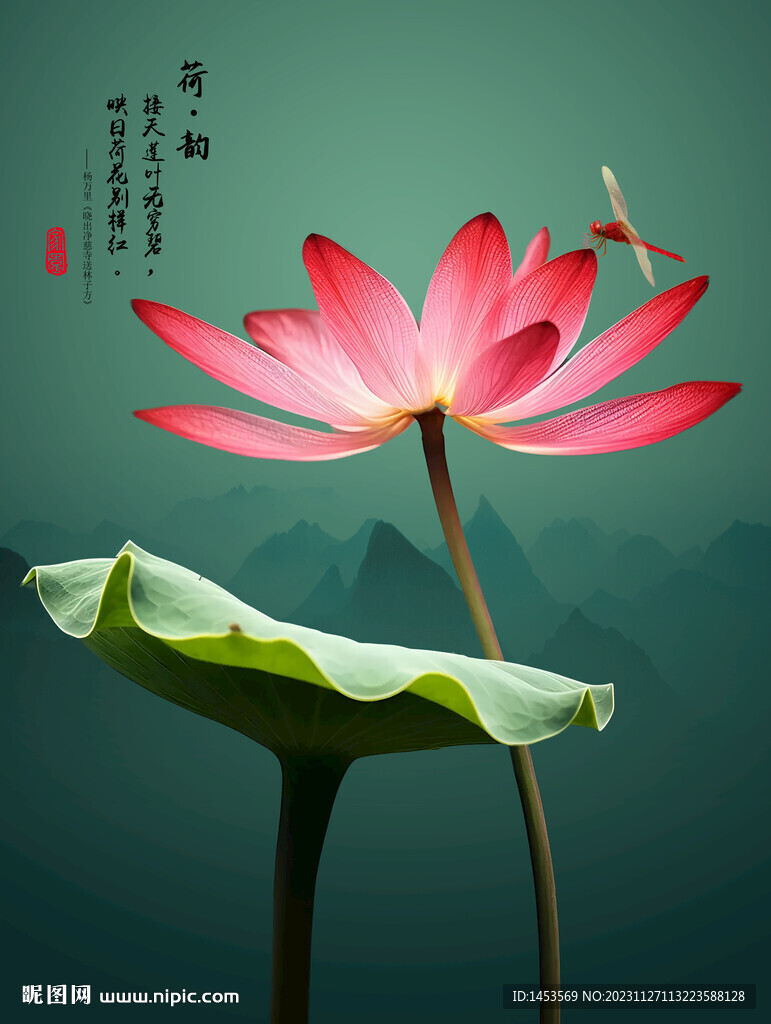 荷花