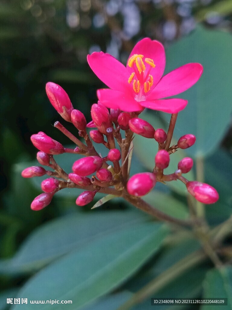 花卉-琴叶珊瑚