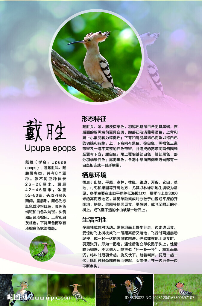 戴胜