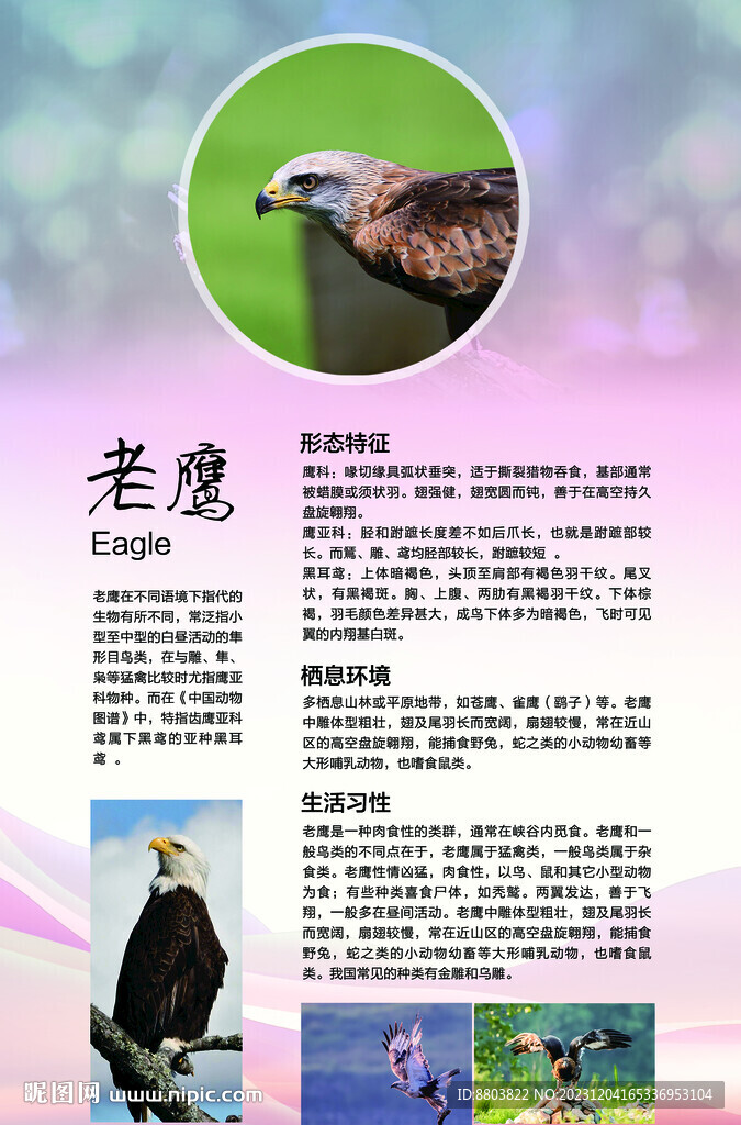 老鹰