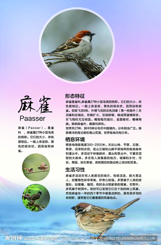 麻雀