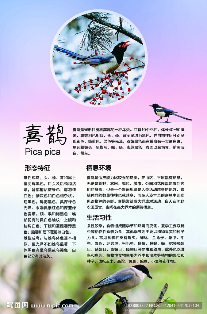 喜鹊