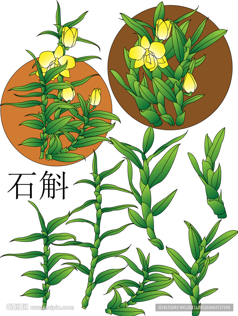 石斛