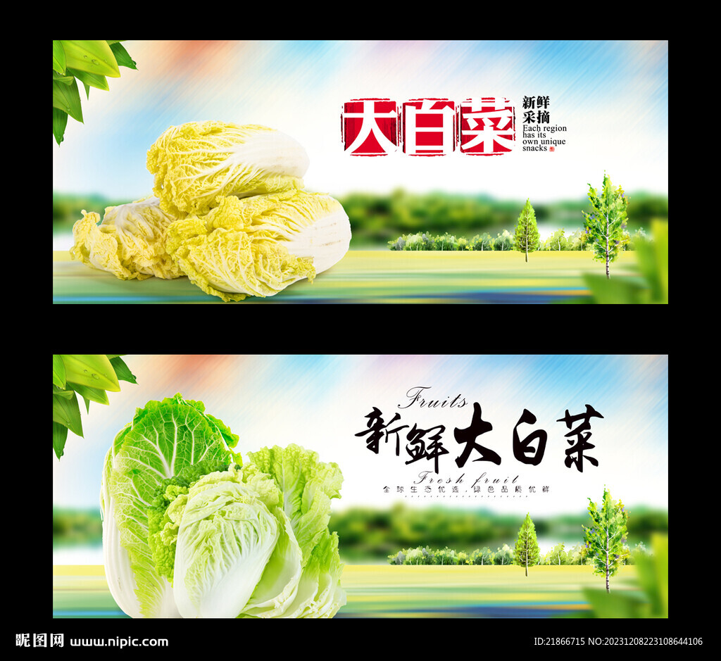 大白菜