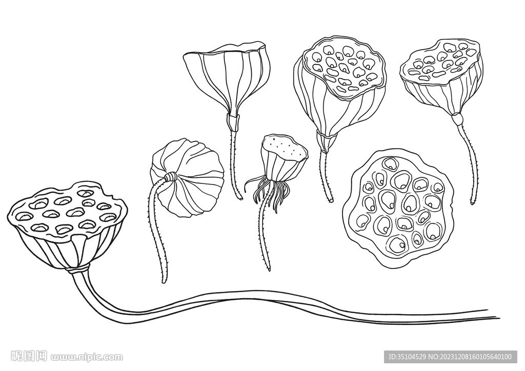 插画手绘线条干枯的莲蓬莲子