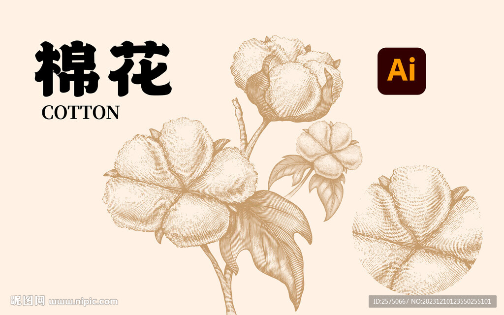 棉花插画