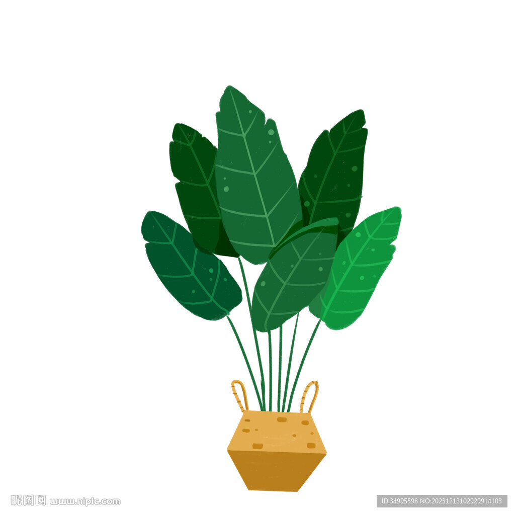 室内植物
