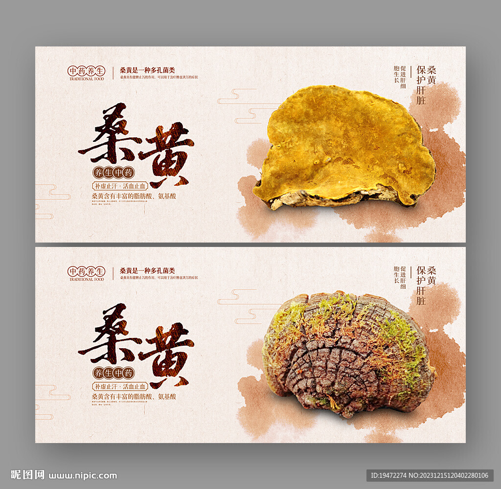 桑黄