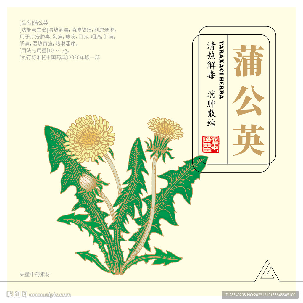 蒲公英
