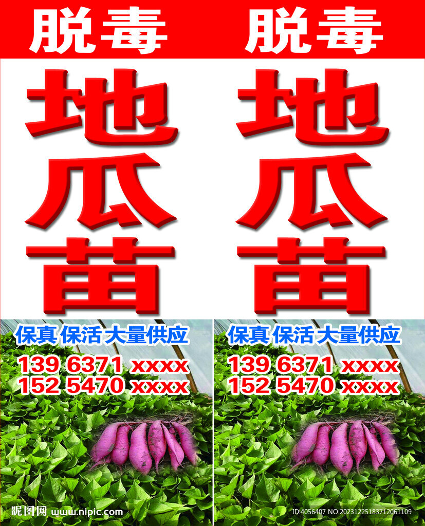 地瓜苗