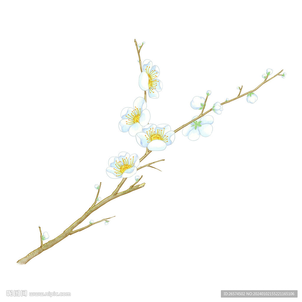 手绘梅花枝头