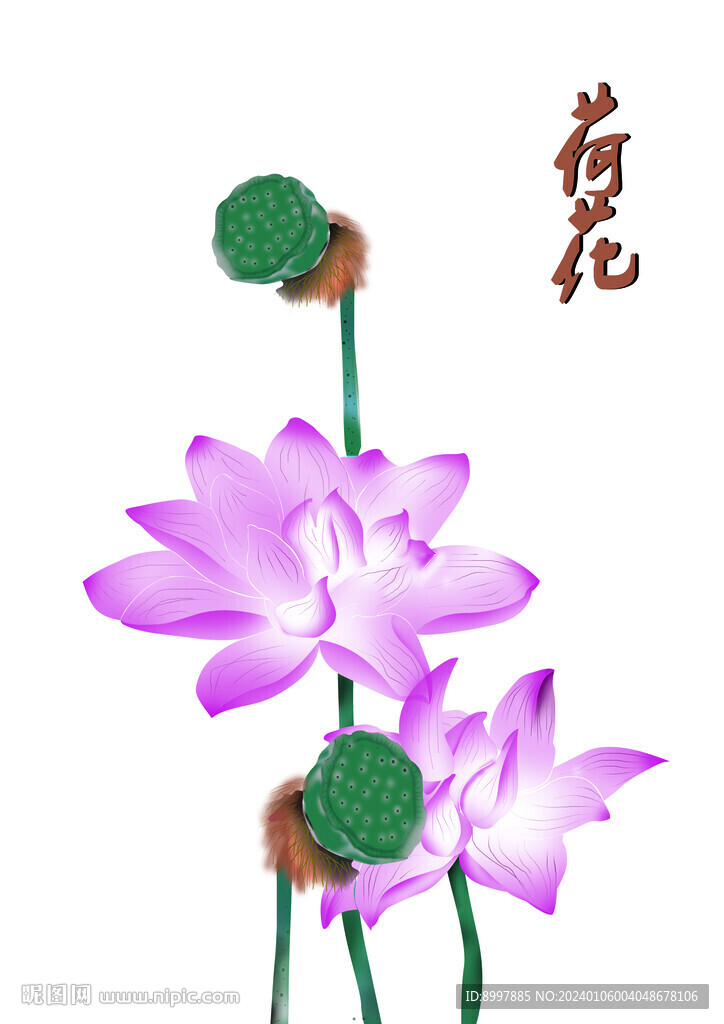 荷花 