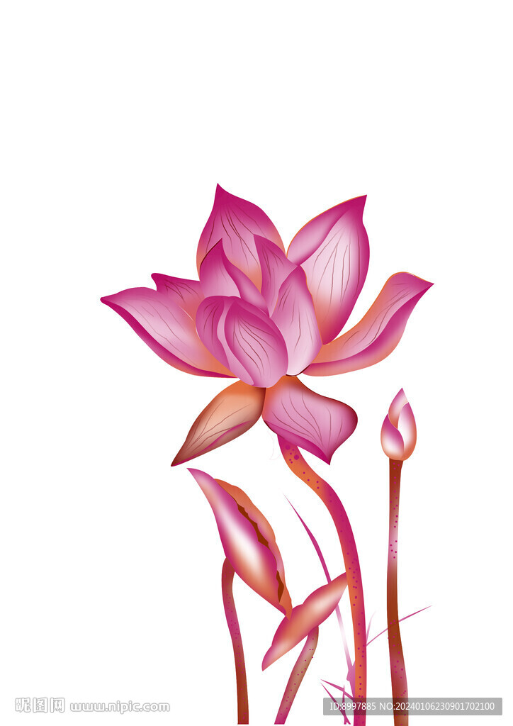 PS荷花