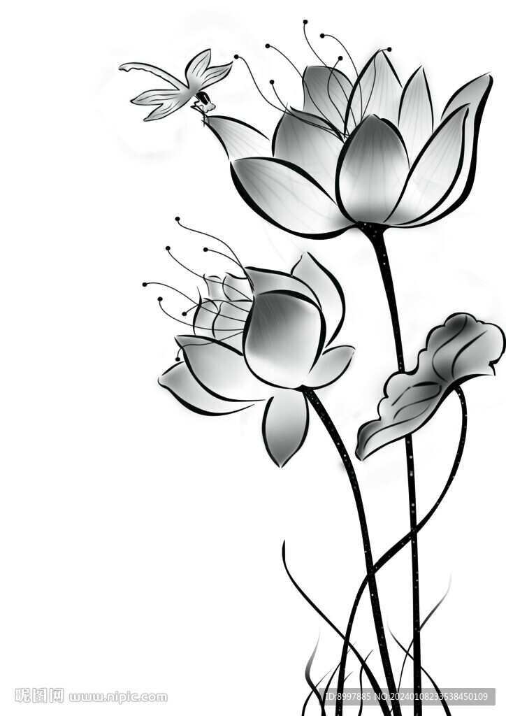 荷花