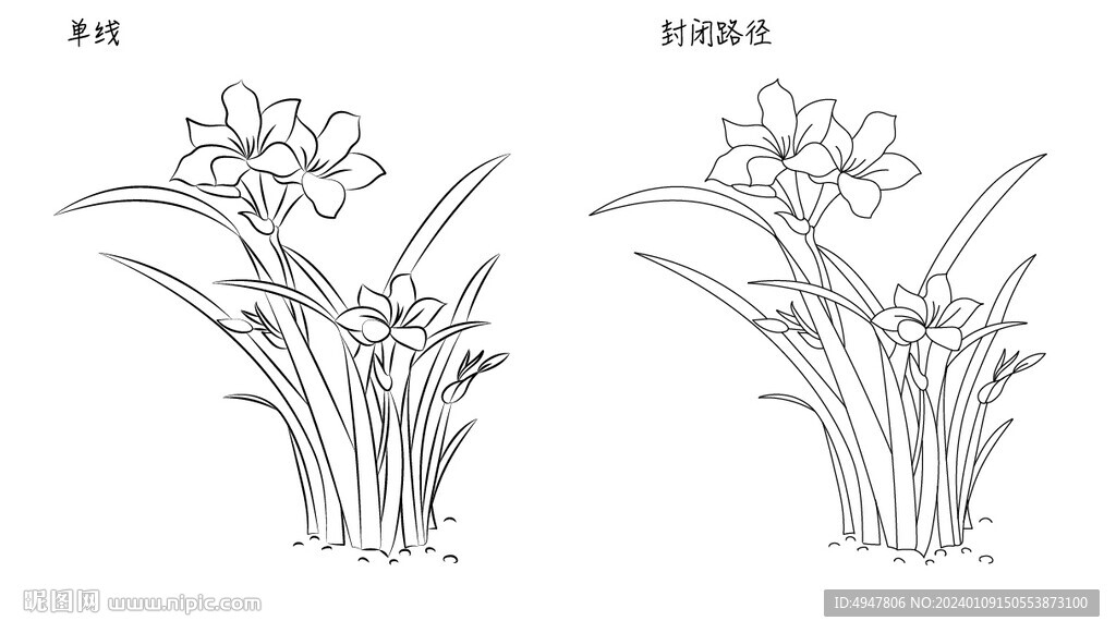兰花 矢量图