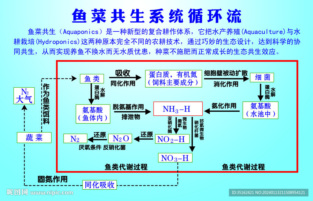 鱼菜共生系统循环