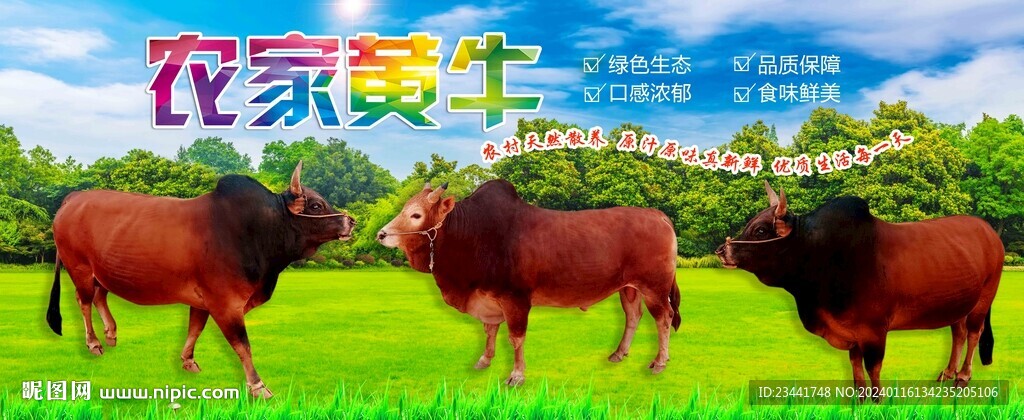 黄牛海报