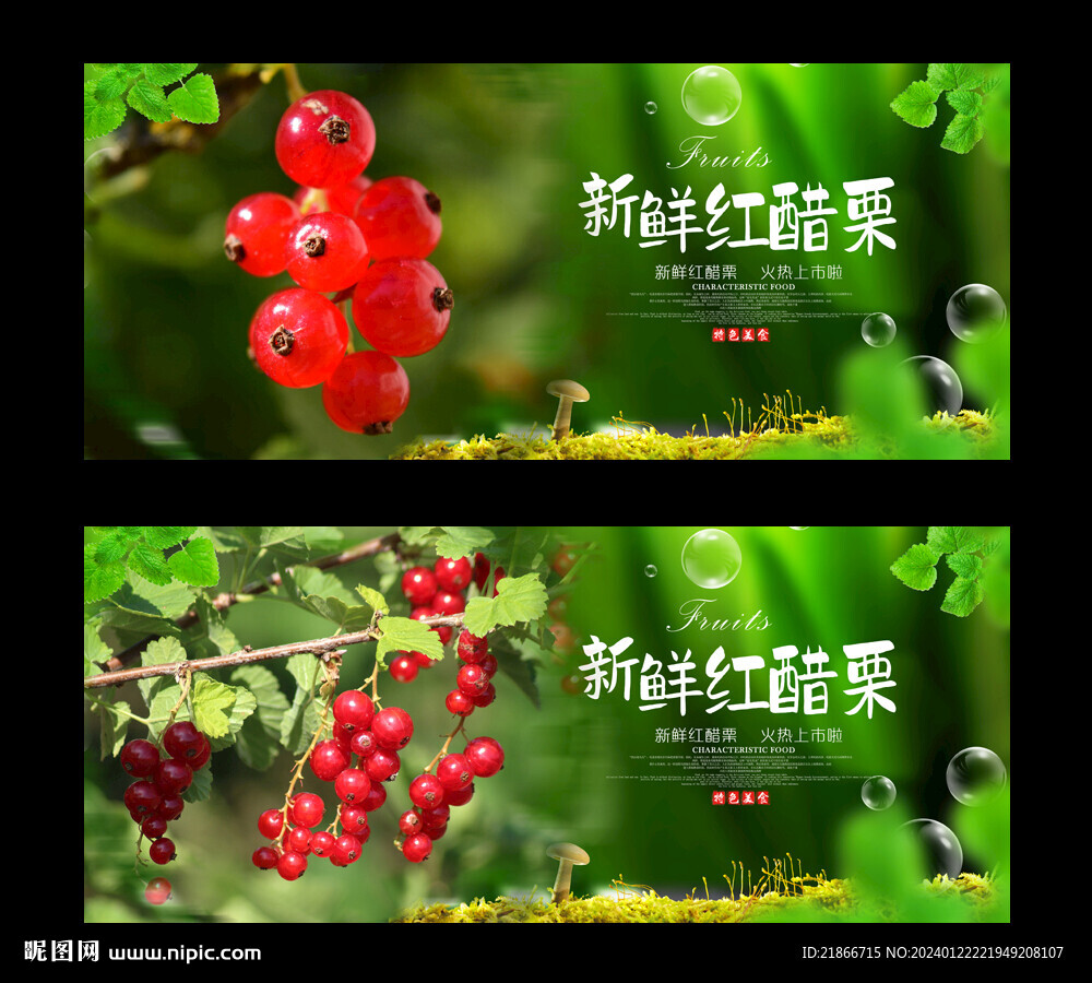 红醋栗