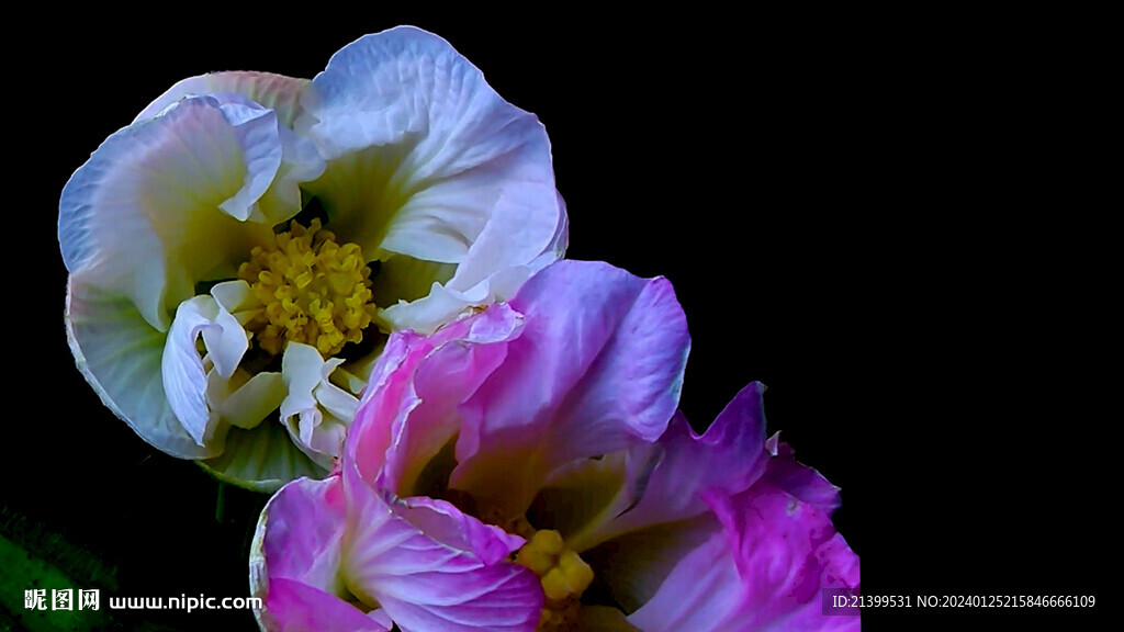 木芙蓉花开时素材