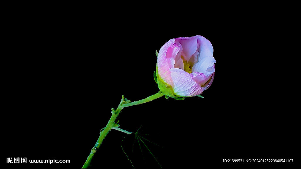 蜗牛和木芙蓉花开视频素材