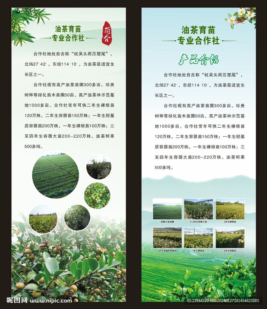 油茶种植合作社展架