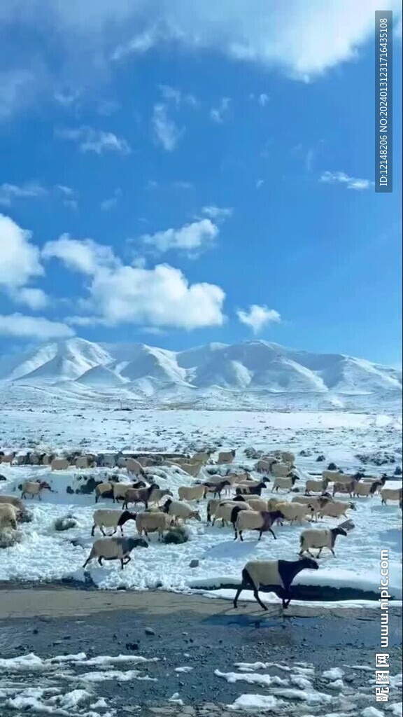 西北藏羚羊雪景视频