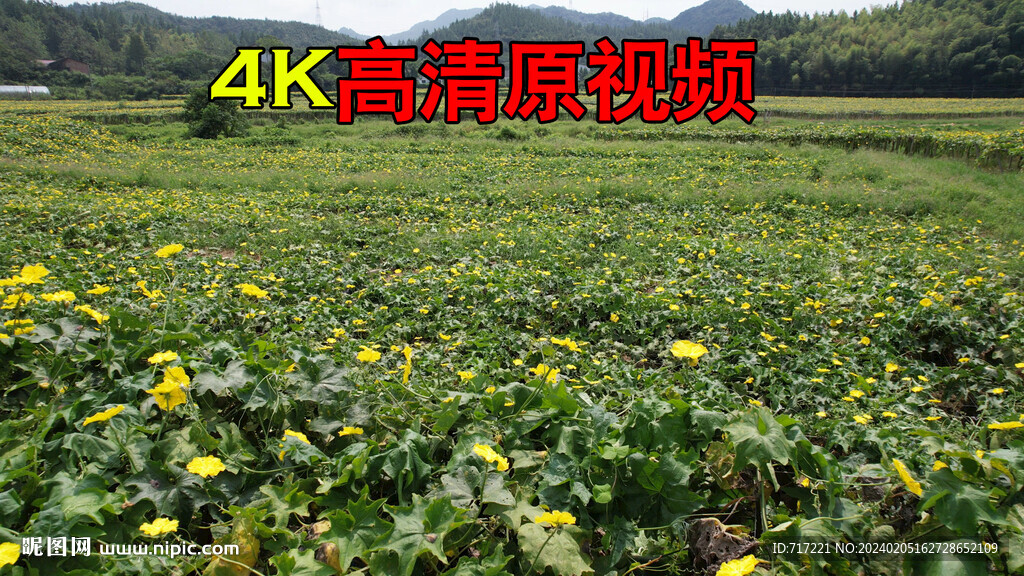 丝瓜航拍